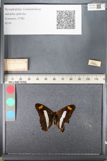 Media type: image;   Entomology 145304